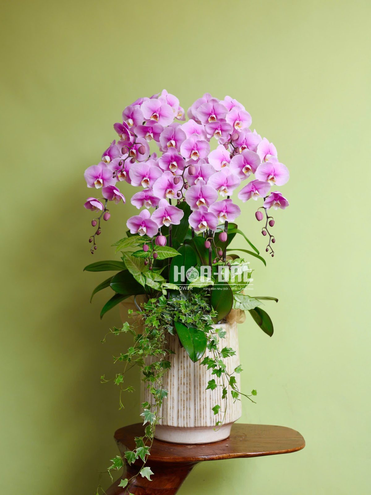 Lan Hồ Điệp Hồng 7 cây - Quà Tặng Sinh Nhật