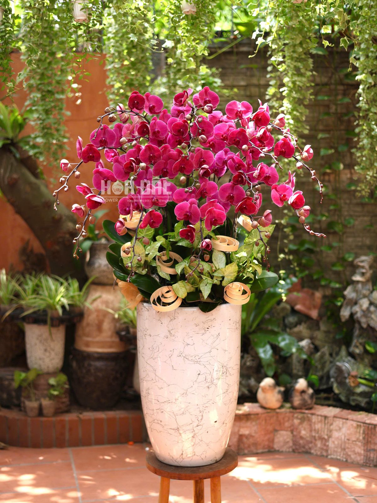 Lan Hồ Điệp Đỏ May Mắn 15 Cành