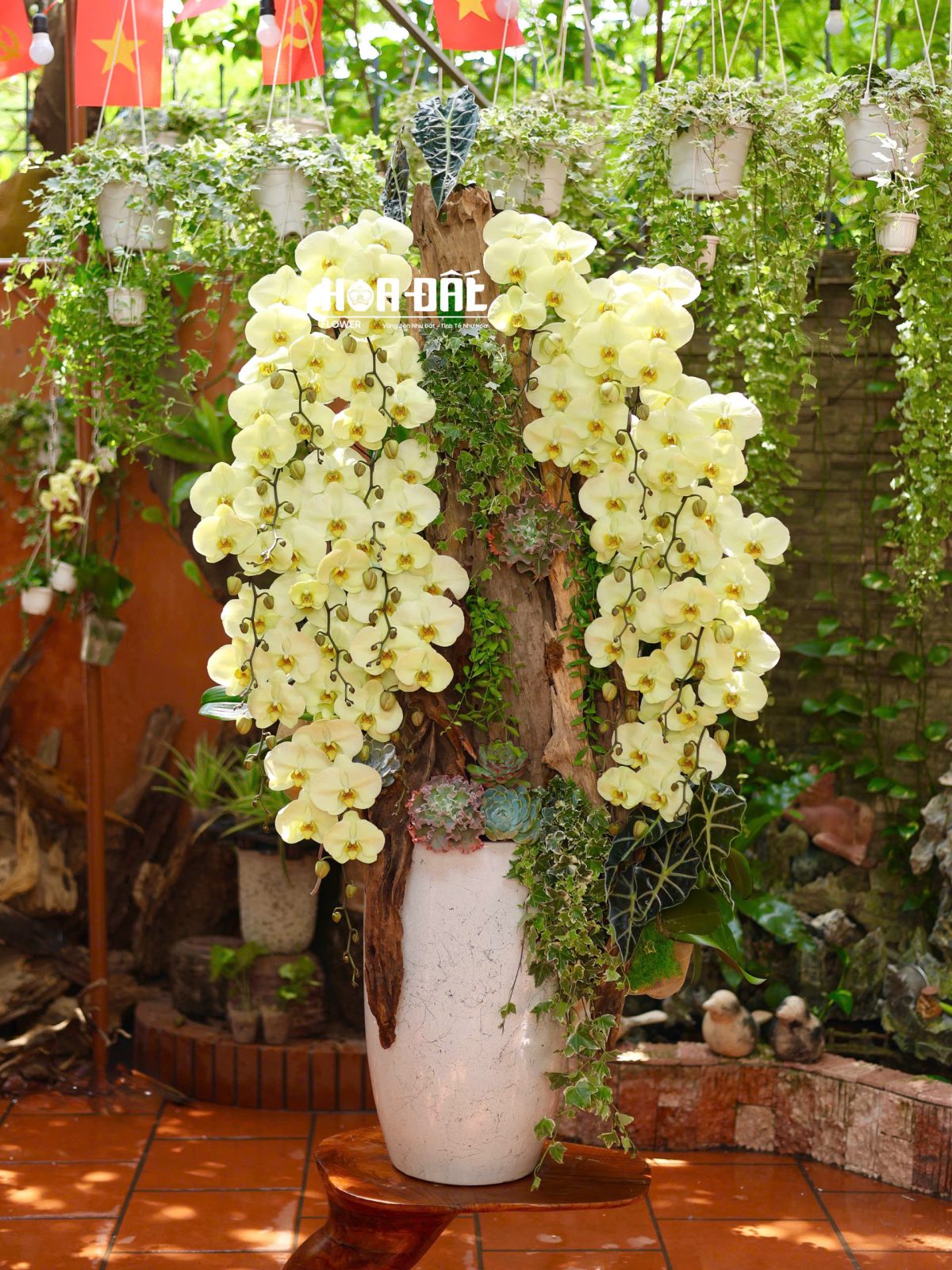 Lan Hồ Điệp Xanh Táo Cao Cấp trồng Lũa (sl 20 cành)