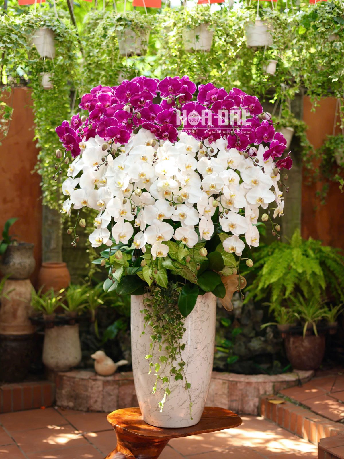 Lan Hồ Điệp Mix Màu Tím/Trắng ( sl 20 cành ) - Quà Tặng Tân Gia