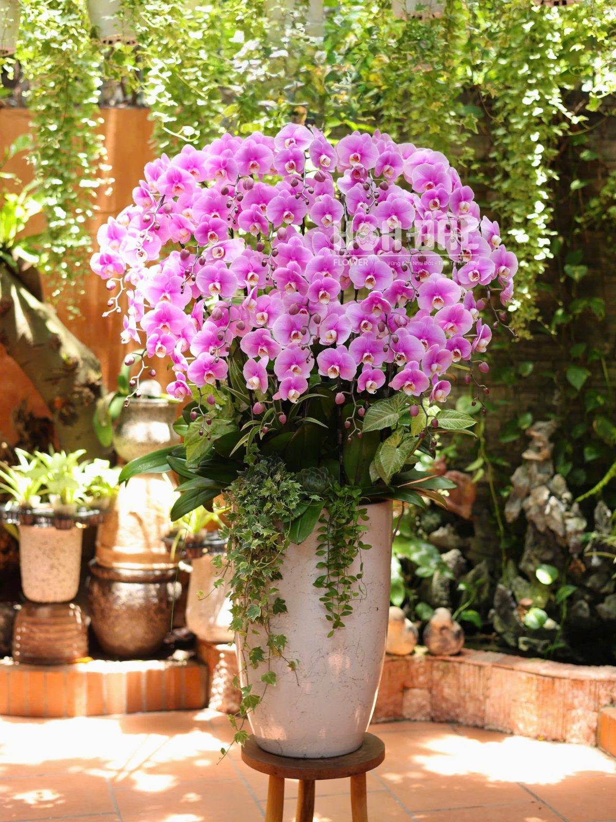 Lan Hồ Điệp Hồng 20 Cành - Quà Tặng Sinh Nhật