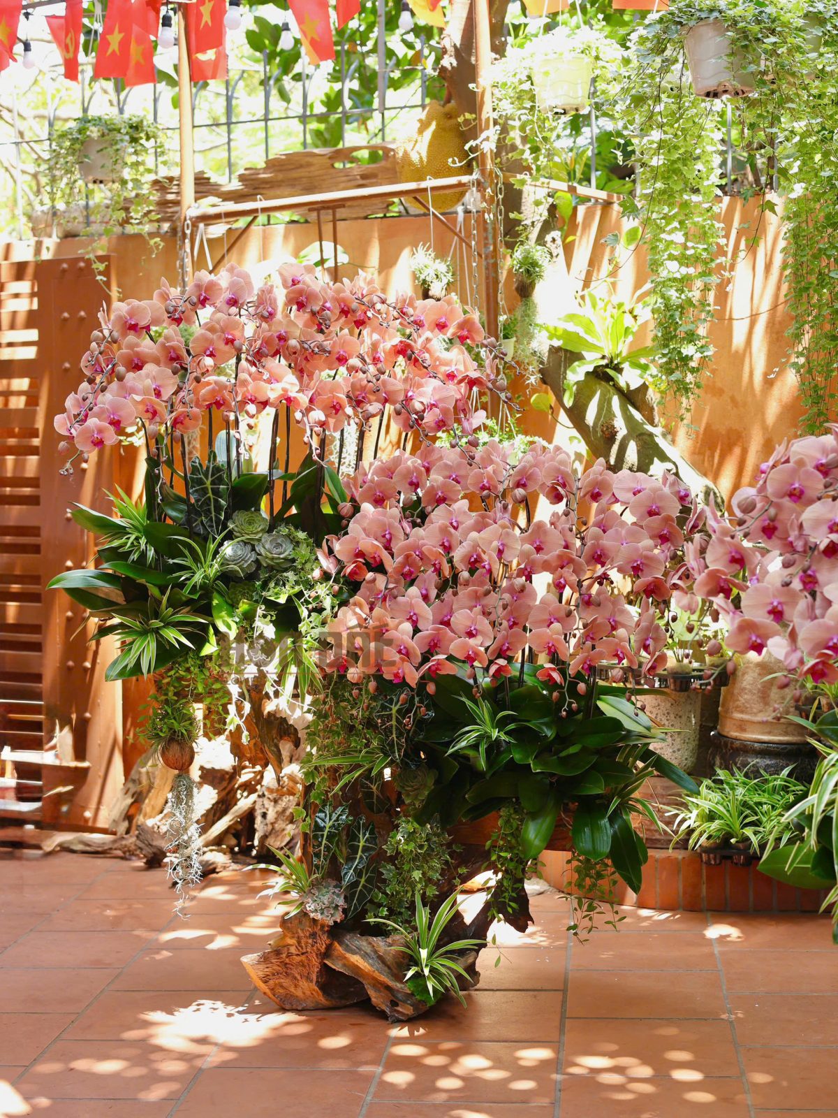 Lan Hồ Điệp Cam Đất Vượng Tài  - Quà Tặng Dành Cho Doanh Nghiệp (sl 40c )