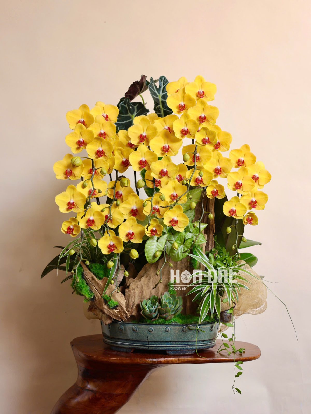 Lan Hồ Điệp Tiểu Cảnh Cao Cấp (sl 9c)