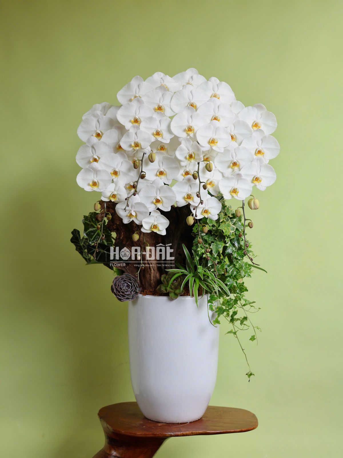 Lan Hồ Điệp Giá Rẻ Hà Nội  (sl 6 cành )