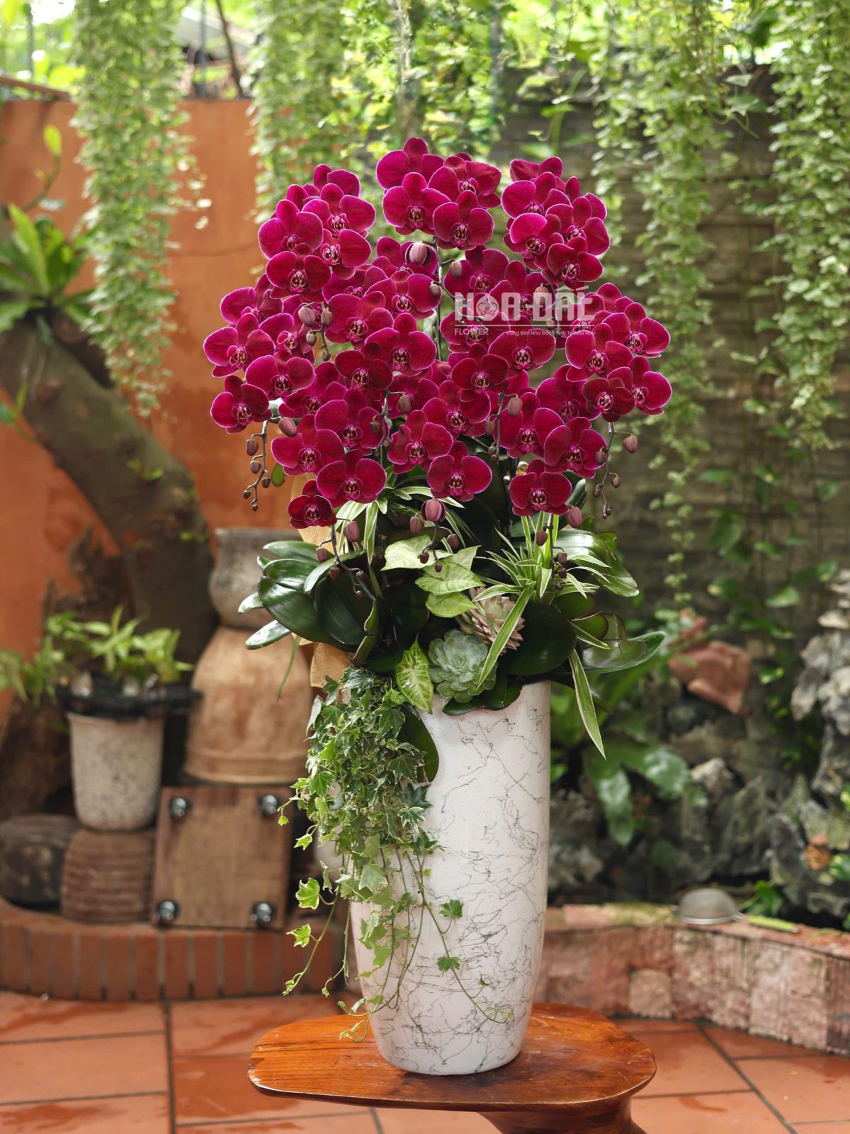 Lan Hồ Điệp Đỏ Cherry - Quà Tặng Cao Cấp