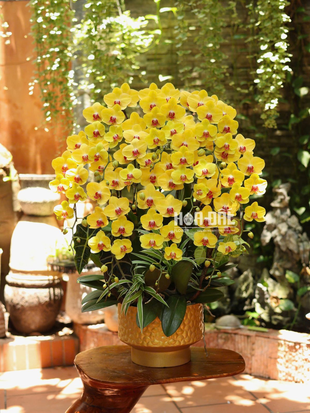 Lan Vàng Thịnh Vượng - Quà Tặng Đối Tác