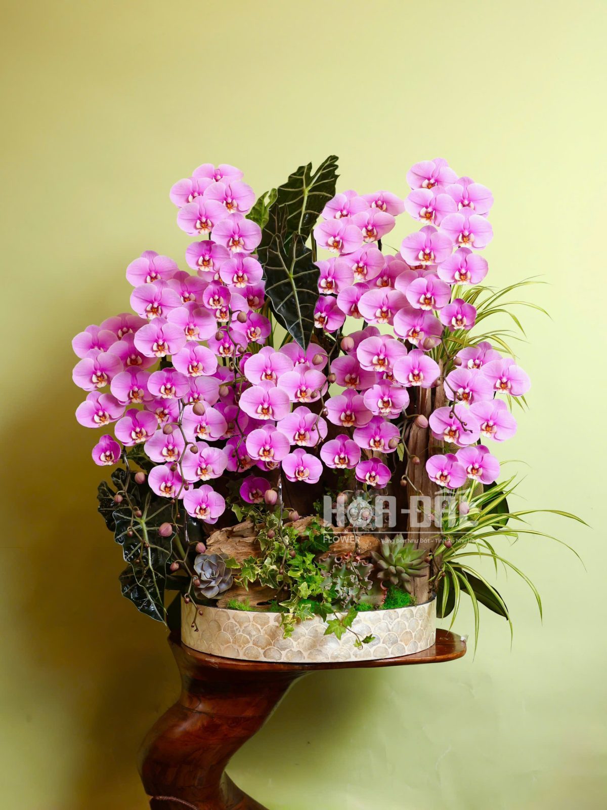 Lan Hồ Điệp Tiểu Cảnh Chậu Khảm Trai Cao Cấp (sl 12c)