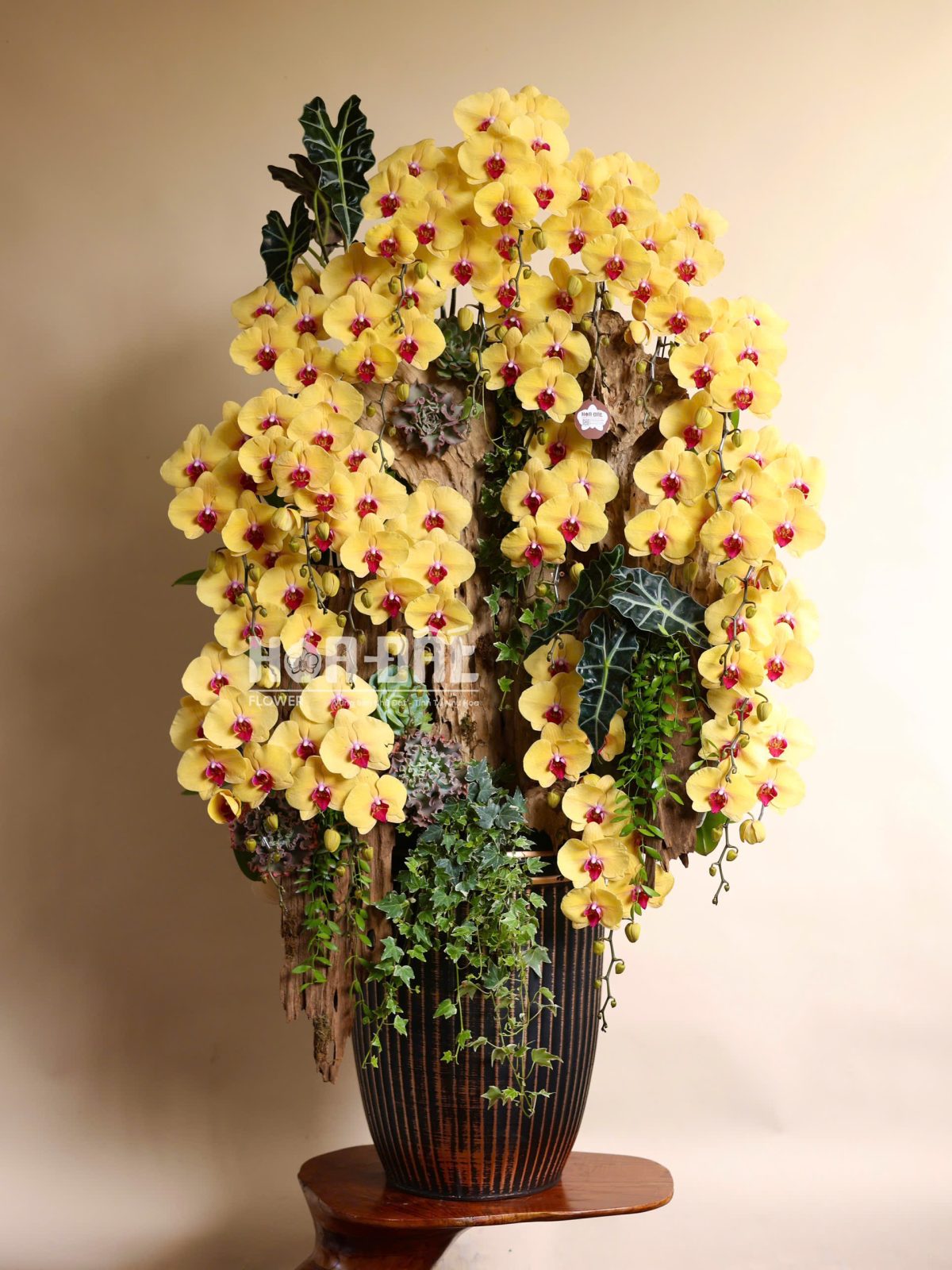 Lan Hồ Điệp Phú Quý Tặng Đối Tác (sl 23 cây )