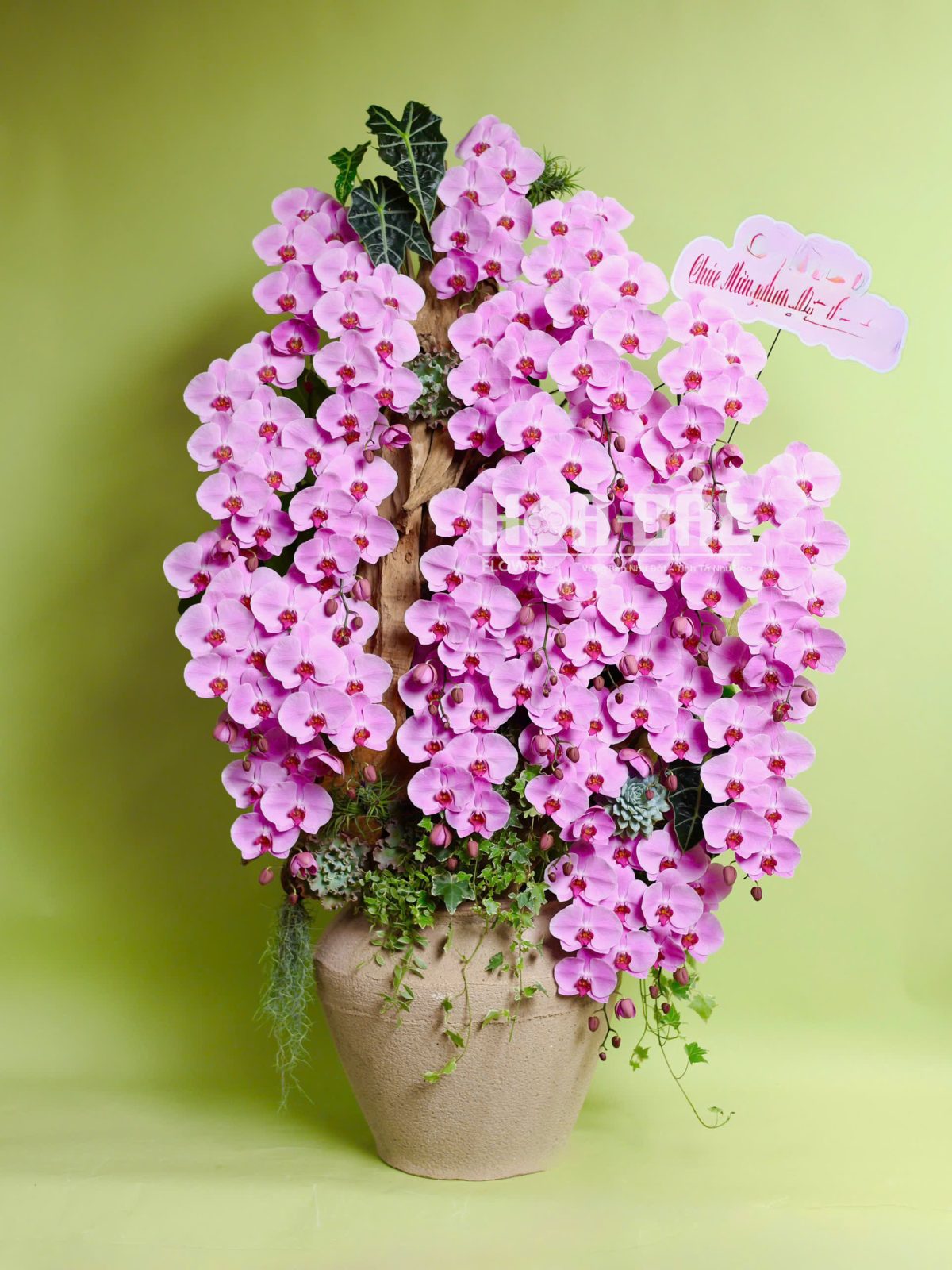 Hoa Lan Hồ Điệp Hồng- Quà Tặng Sinh Nhật