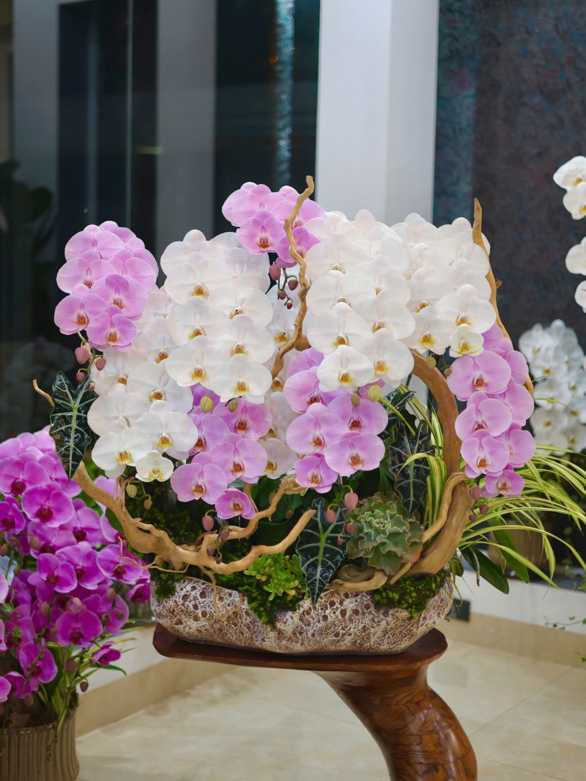 LAN HỒ ĐIỆP TIỂU CẢNH PHỐI MÀU