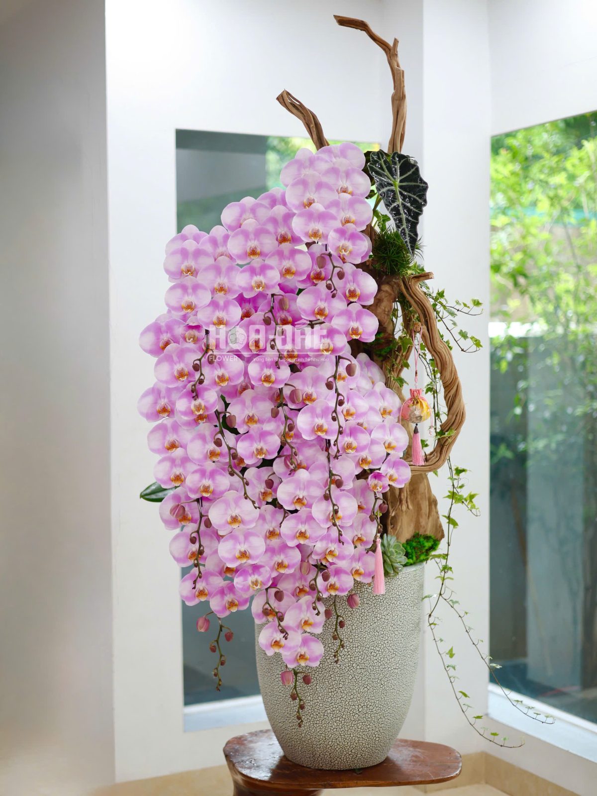 LAN HỒ ĐIỆP TRỒNG LŨA CAO CẤP 15 CÀNH