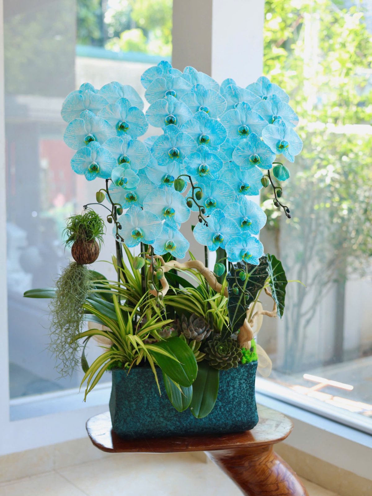 ĐỘC BẢN LAN XANH  NHUỘM MÀU